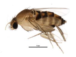 Image of Scuttle fly