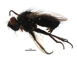 Image of Campylocheta townsendi (Smith 1916)