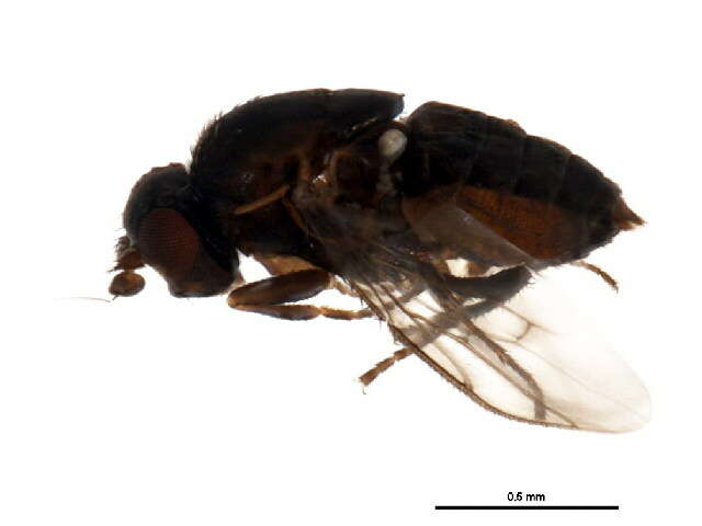 Image of Coproica urbana (Richards 1960)