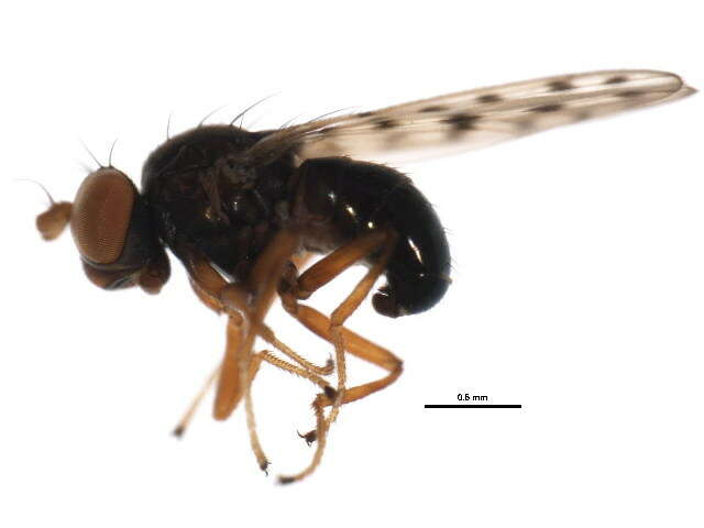 Image of Philygria punctatonervosa (Fallen 1813)