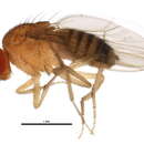 Image of Drosophila barbarae Bock & Wheeler 1972