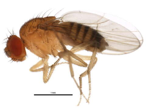 Image of Drosophila barbarae Bock & Wheeler 1972