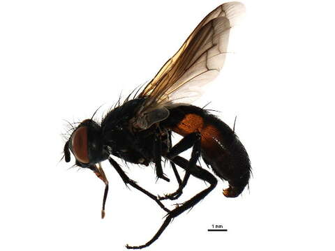 Image of Cylindromyia binotata (Bigot 1878)