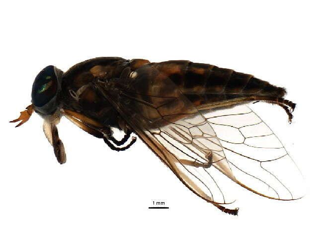 Image of Tabanus similis Macquart 1850