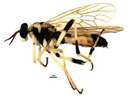 Image of Xylomya