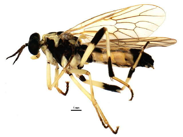 Image of Xylomya