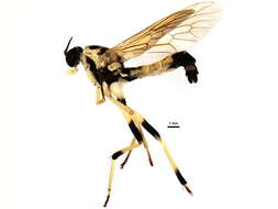 Image of Xylomya