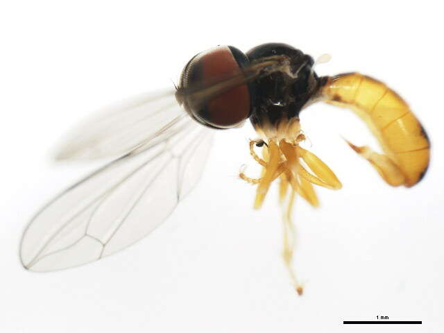 Plancia ëd Dorylomorpha flavolateralis Albrecht 1990