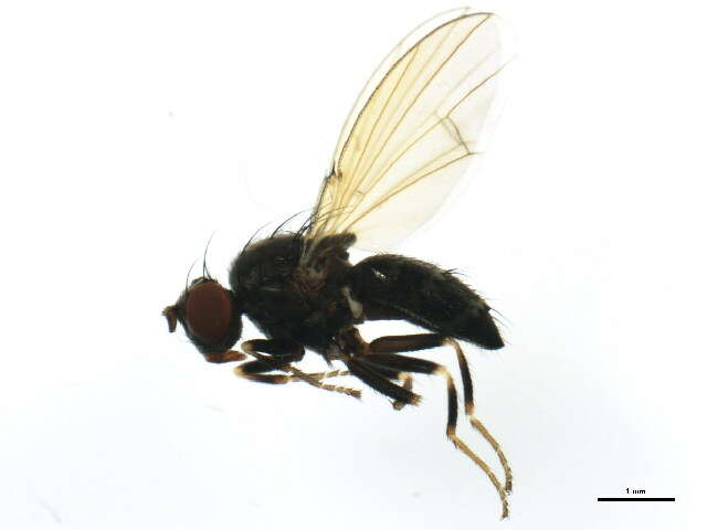 Image of Notiphila pulchra Mathis 1979