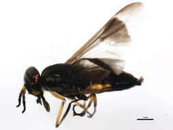 Image of Chrysops univittatus Macquart 1855