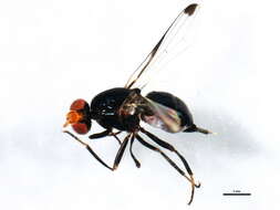 Image of Seioptera