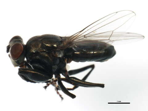 Image of Mantis Fly