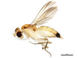 Image of Sobarocephala atricornis Sabrosky & Steyskal 1974