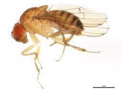 Imagem de Drosophila immigrans Sturtevant 1921