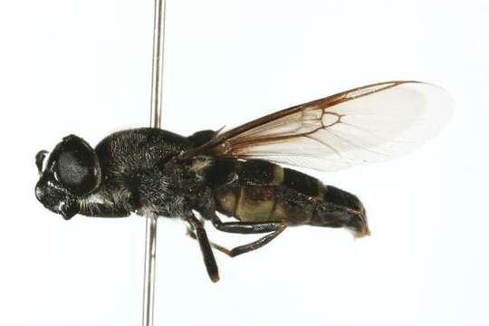 Image of Odontomyia
