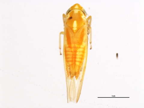 Image of Erythridula scytha (Auten & Johnson 1936)