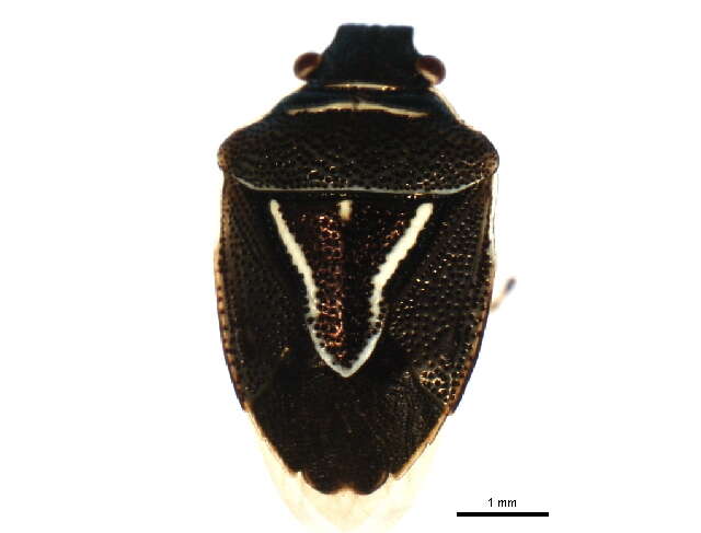 Image of Mormidea (Melanochila) lugens (Fabricius 1775)