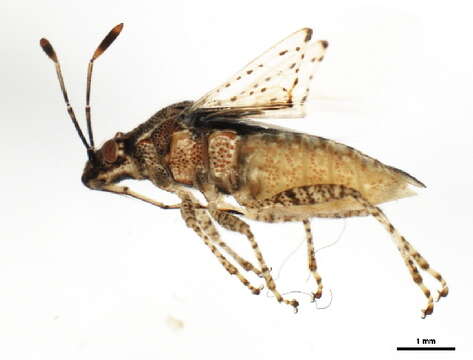 Image of Arhyssus nigristernum (Signoret 1859)