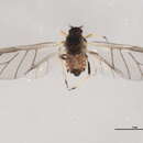 Image of Aphis (Aphis) caliginosa Hottes & Frison 1931