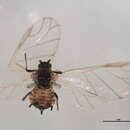Image of Aphis (Aphis) craccae Linnaeus 1758