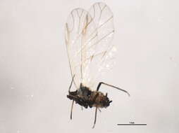 Image of Aphis (Aphis) craccae Linnaeus 1758