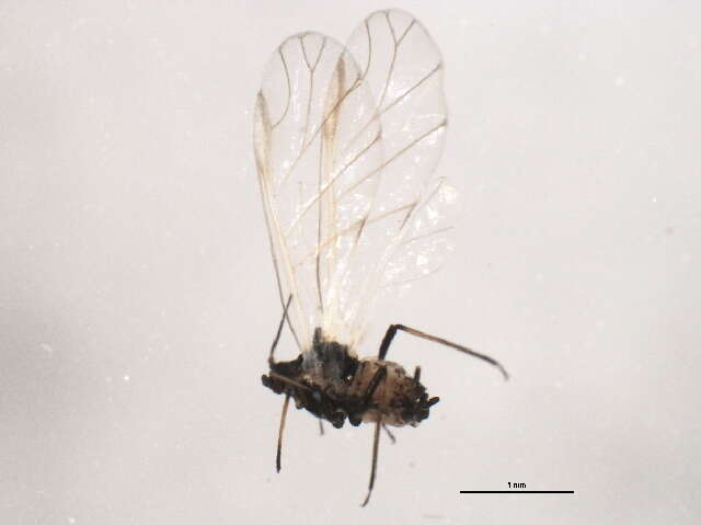 Image of Aphis (Aphis) craccae Linnaeus 1758