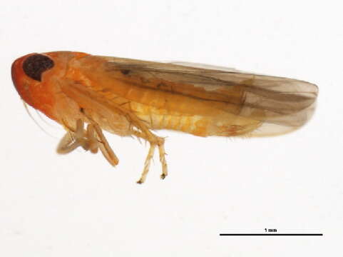 Image of Empoasca (Empoasca) coccinea (Fitch 1851)