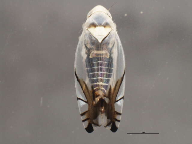 Image of Leafhopper