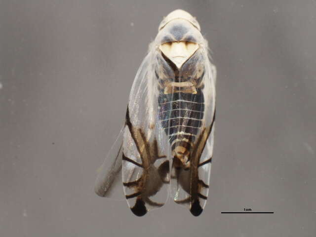 Image of Leafhopper