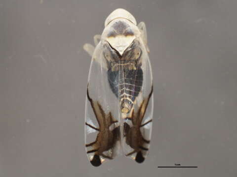 Image of Leafhopper