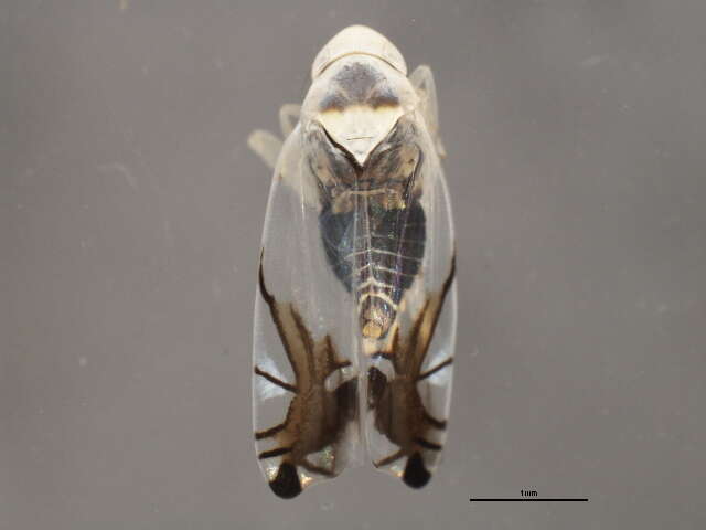 Image of Leafhopper