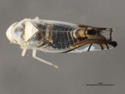 Image of Leafhopper