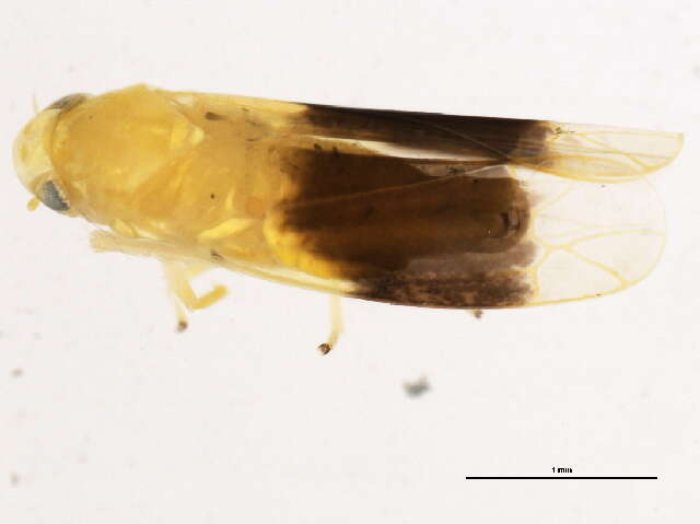 Plancia ëd Typhlocyba transviridis Christian 1953