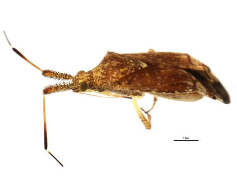 Image of Clouded plant bug