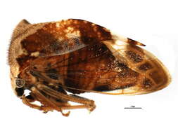 Image of Stictocephala diceros Say