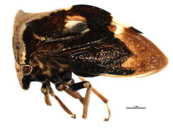 Image of Stictocephala diceros Say