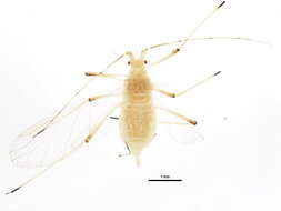 Image of pea aphid