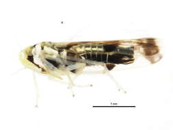 Image of Leafhopper