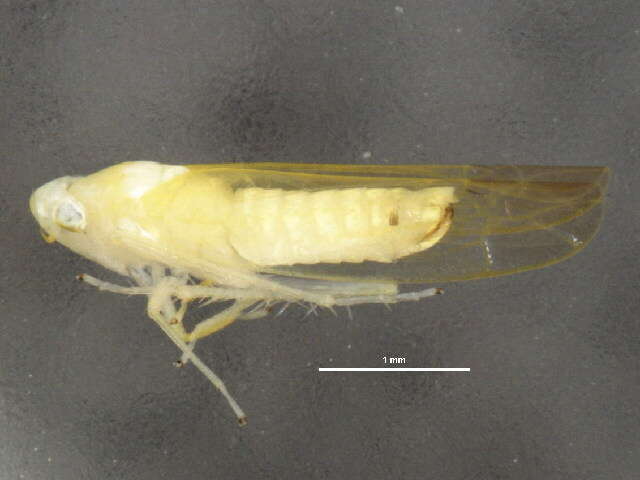 Image of Typhlocyba melite McAtee 1926