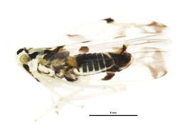 Image of Leafhopper