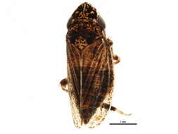 Image of <i>Anoscopus flavostriatus</i>