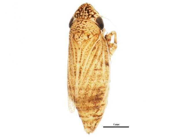 Image of <i>Anoscopus flavostriatus</i>