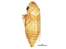 Image of <i>Anoscopus flavostriatus</i>