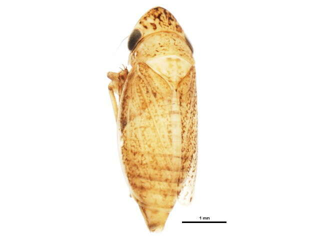 Image of <i>Anoscopus flavostriatus</i>