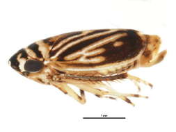 Image of <i>Anoscopus flavostriatus</i>