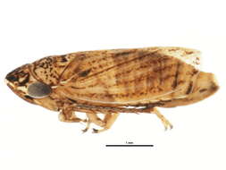 Image of <i>Anoscopus flavostriatus</i>