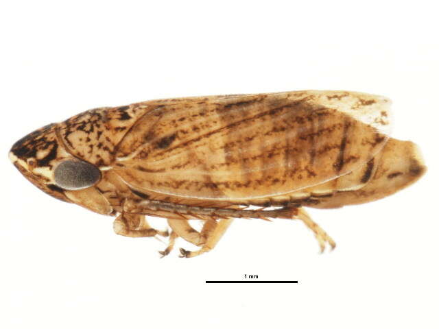 Image of <i>Anoscopus flavostriatus</i>