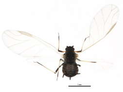 Image of Aphis (Aphis) craccae Linnaeus 1758