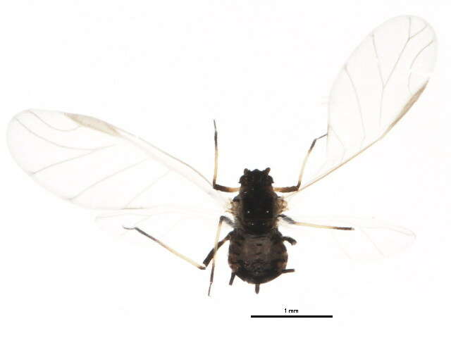 Image of Aphis (Aphis) craccae Linnaeus 1758