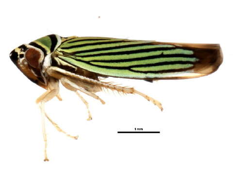 Image of Tylozygus bifidus (Say 1830)